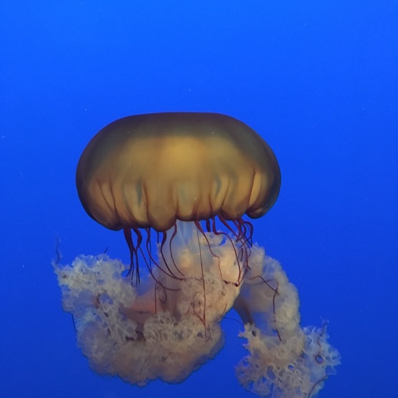 jellybetty